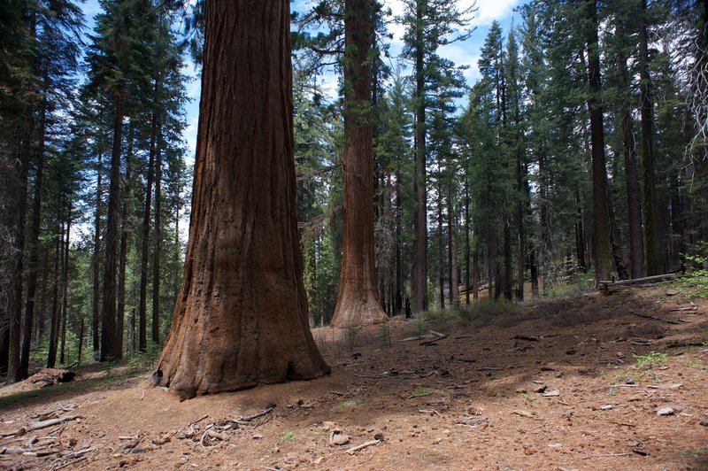 Giant Sequoias in the grove tower above you.