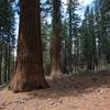 Giant Sequoias in the grove tower above you.