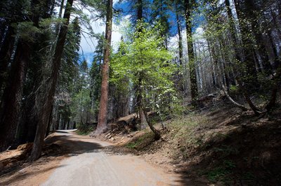 Thanks to the Rim Fire, more sunlight makes it to the forest floor, allowing new plants to thrive and restore the forest.