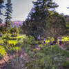 Running through the forest with the hoodoos behind the runners.