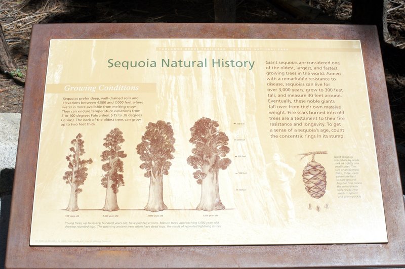 Signs at the trailhead provide information on the giant trees that you are about to encounter.