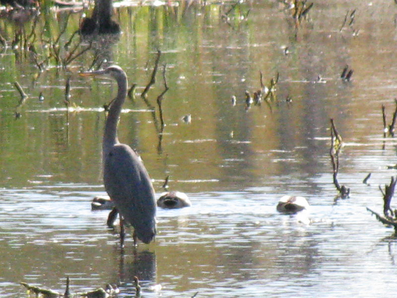 Lots of bird watching.