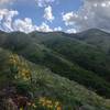 Early summer view of Kinport Peak (radio towers) from Sterling-Justice trail above Cusick Creek.