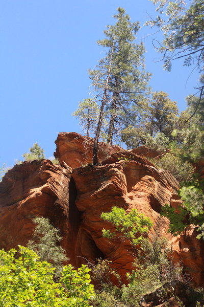 Tree hanging on the edge of the rock!