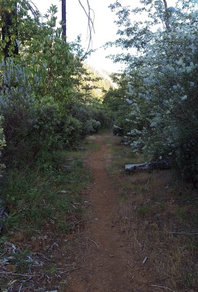 Start of the trail. Wild Lilacs galore!