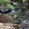 East Fork of Pine Creek.