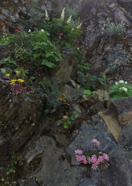 Wildflowers growing on the rocks on the cooler north side of the ridge.