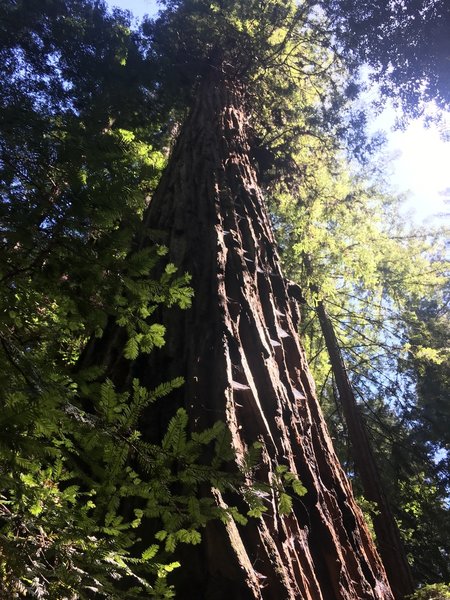 The Colonel Armstrong Tree: 308 feet tall and 1400 years old!