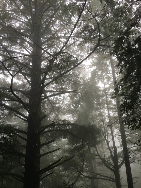 Redwoods in fog.