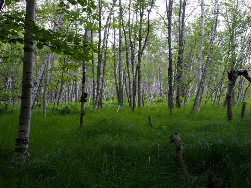 Green woodlands along the Jesup Trail.