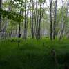 Green woodlands along the Jesup Trail.