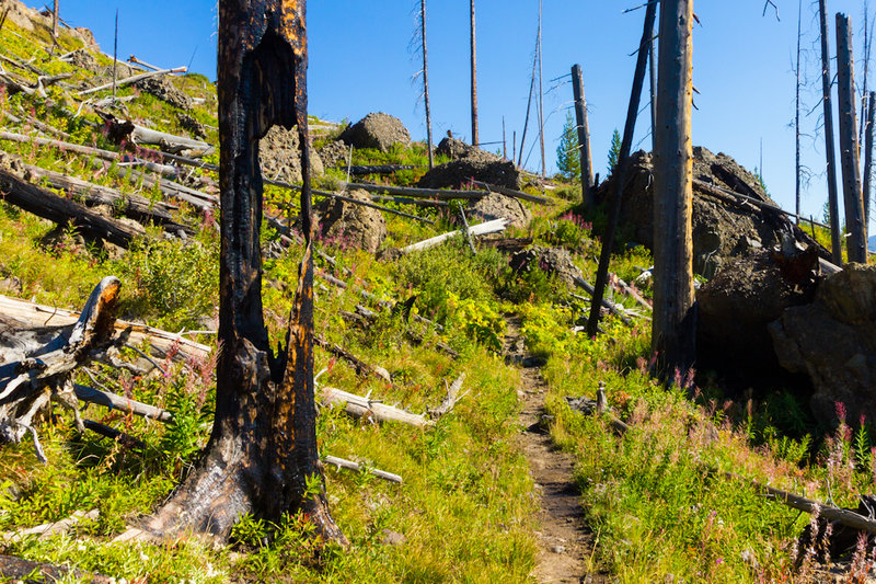 Trail through the '88 burn. with permission from Hobbes7714 Photo Credit: Andrew Wahr  Link: https://twitter.com/WahrAndrew