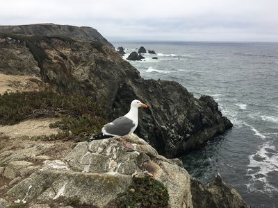 Guarding the coast... or wanting a bite of my sandwich?