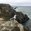 Guarding the coast... or wanting a bite of my sandwich?