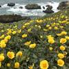 California poppies on the rugged CA coastline.