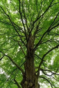 Towering tree on the Upland Trail.