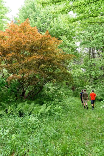 Japanese Maple on the Upland Trail.