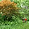 Japanese Maple on the Upland Trail.