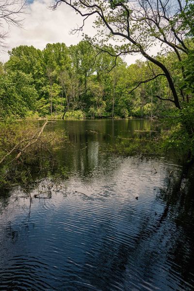 Secluded wetland on the Upland Trail.