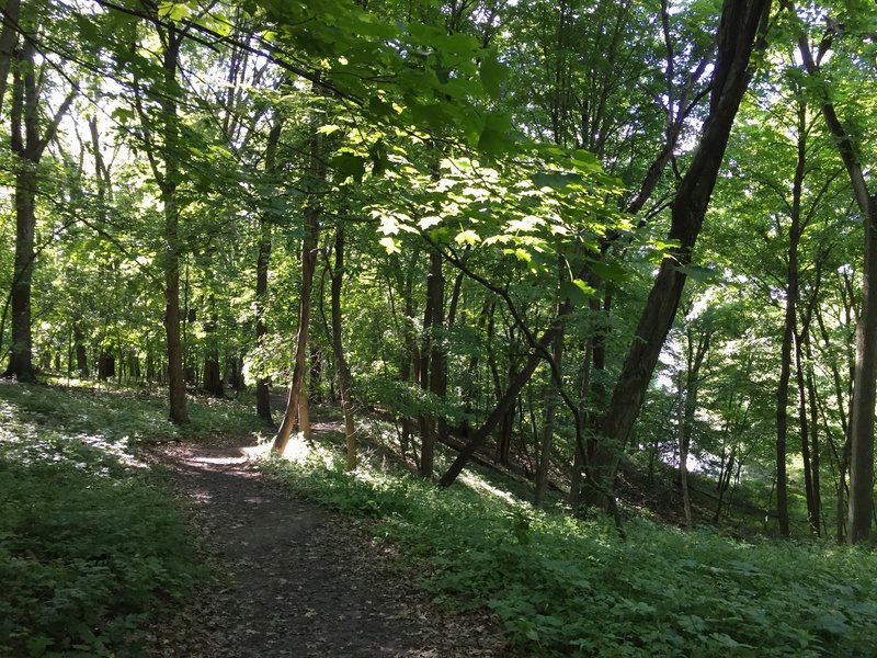 Field Campus Trail with lake in view to the right.