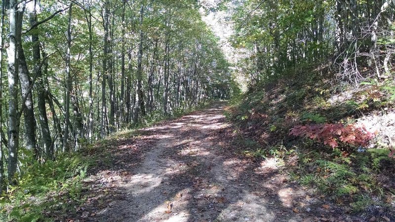 Trail in Fontana Dam, NC. It's part of the Writers Who Run 10k Trail Race on August 7.