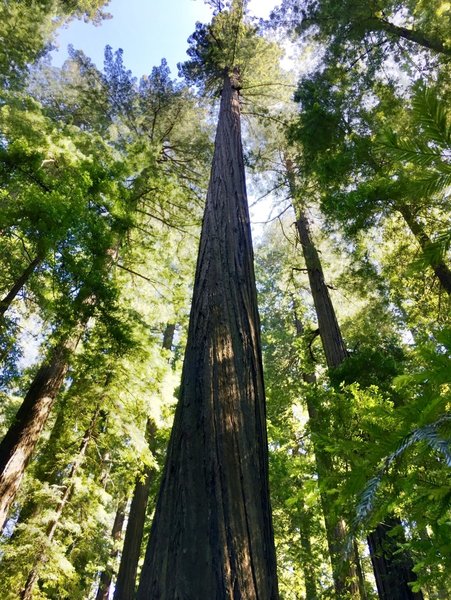 The Founders Tree: 346' tall!