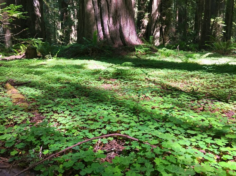 Beautiful forest floor.