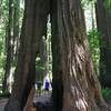 The redwoods frequently burn out on the inside, but the outside grows stronger and the tree can survive.