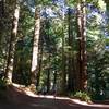 Sunshine filtering through the redwoods