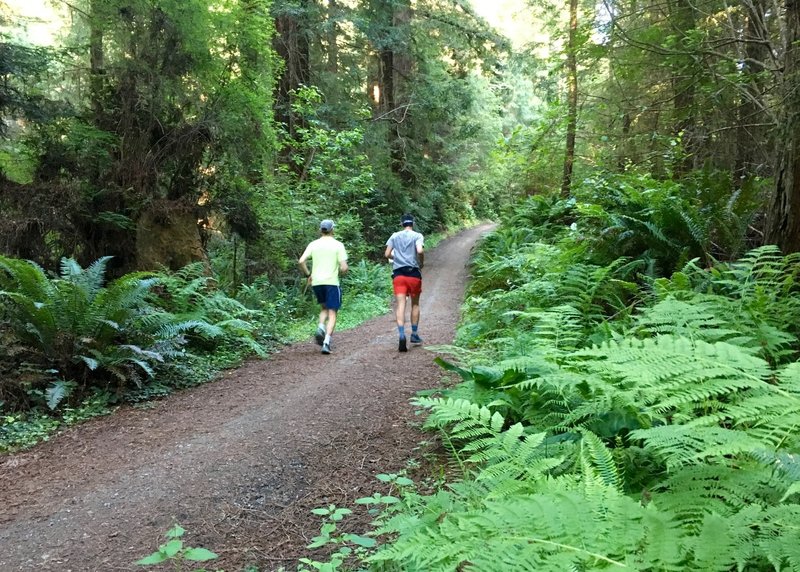 Cruising through the lush ferns.