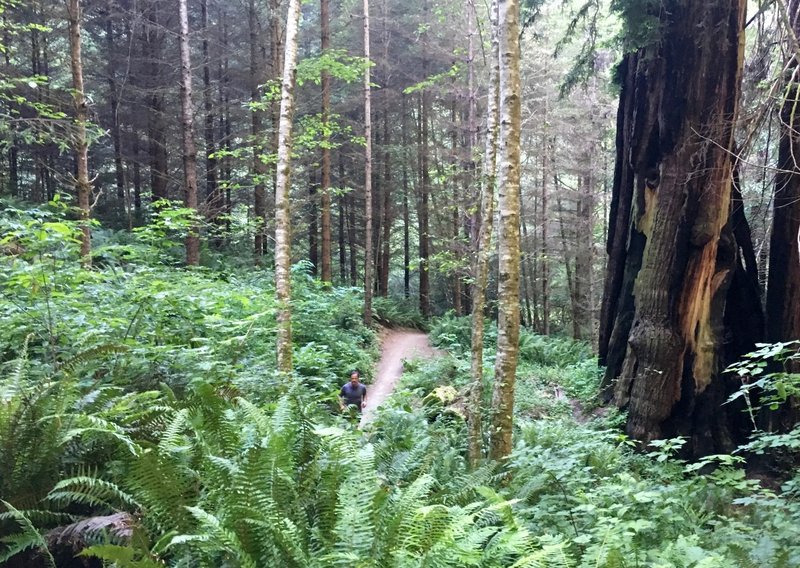 Singletrack past a huge burned out redwood