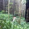 Singletrack past a huge burned out redwood