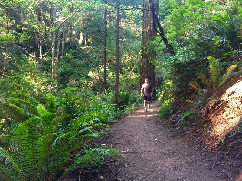 Nice stretch in the Arcata Community Forest.