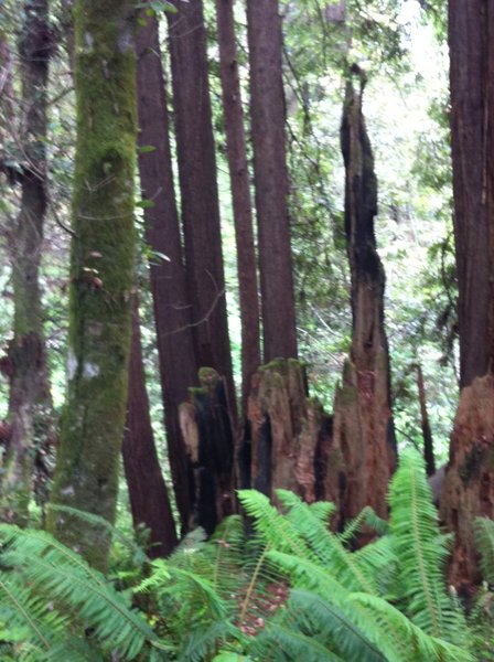 Redwood fairy rings, stumps and ferns along the trail. All the redwoods harvested here were used to build the original SF, CA