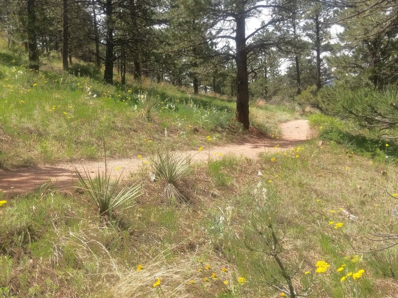 Lots of wildflowers to identify on this trail.