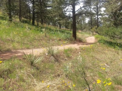 Lots of wildflowers to identify on this trail.