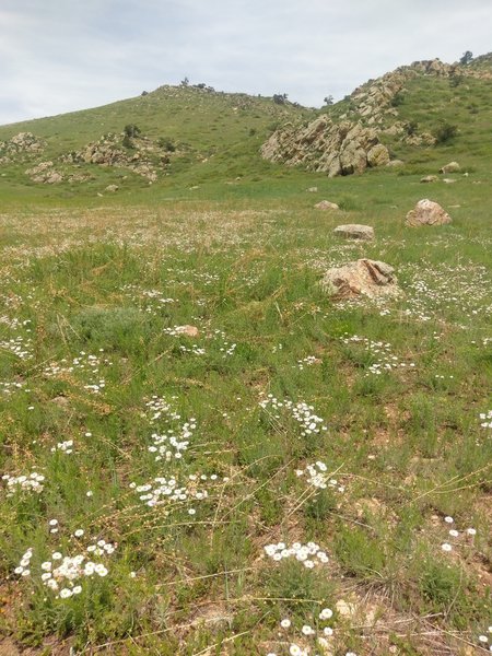 Lots of wildflowers in the meadows near the parking area.