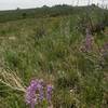 More wildflowers around every bend.