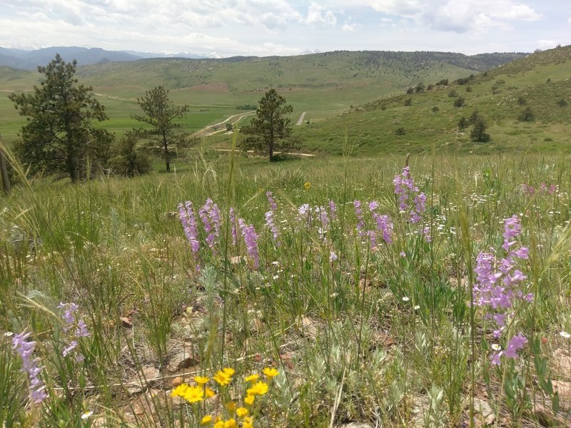 Abundant wildflowers along the trail in early summer.