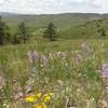 Abundant wildflowers along the trail in early summer.