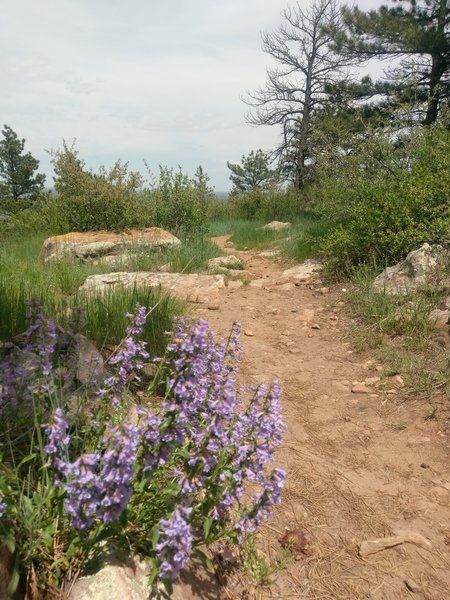 Typical trail surface and wildflower ornamentation.