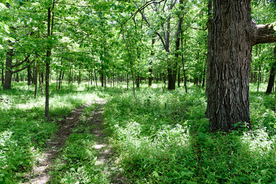 Entering the Hobart Prairie Grove woods.