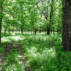 Entering the Hobart Prairie Grove woods.