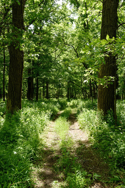 The Hobart Woodland Trail.