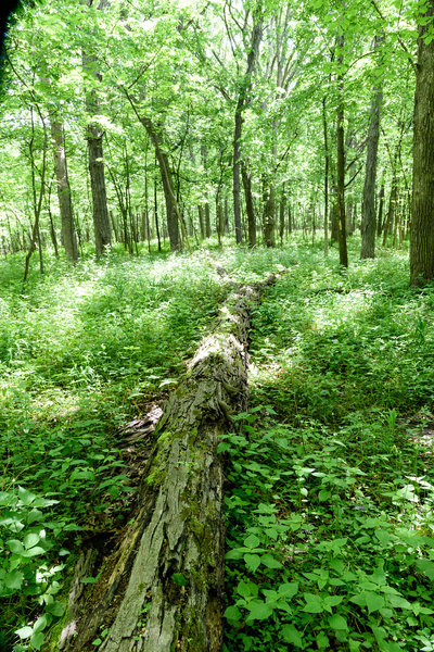 A fallen tree on the Hobart Woodland Trail.