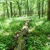 A fallen tree on the Hobart Woodland Trail.