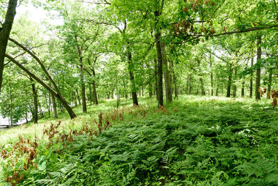 Ferns near Lake George on the Hobart Woodland Trail.