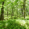 Bur oak savanna along the Hobart Woodland Trail.