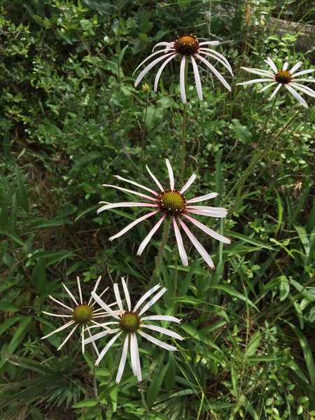 Amazing flowers on the trail.