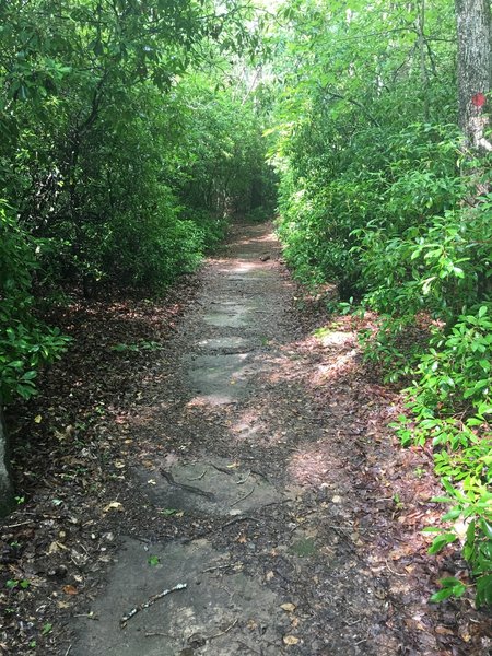 On the Summit Loop Trail.